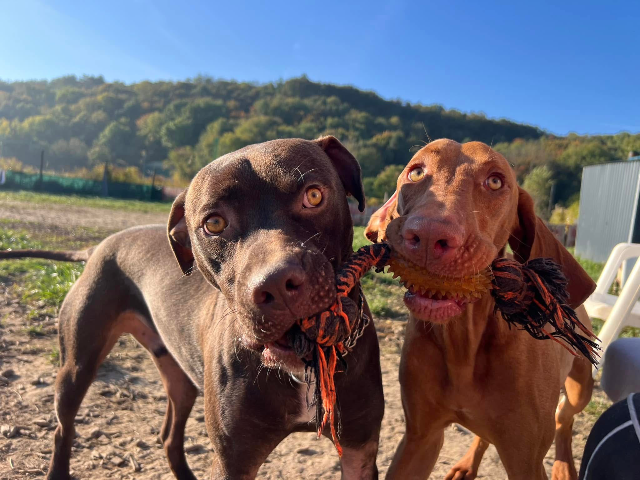 Wanderdogs pillanat